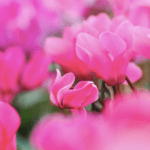 Aucc, Enel e i ciclamini contro il cancro