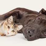 Quando tra cane e gatto vince il gatto