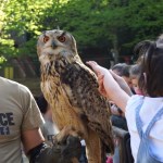 Esibizione di falconeria alla Città della domenica