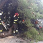 Albero caduto. Archivio