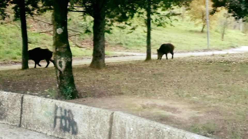 I due cinghiali avvistati a Madonna Alta (foto Tommaso Bori, Facebook)