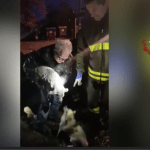Il salvataggio del cagnolino a Deruta (foto vigilidelfuoco.tv)