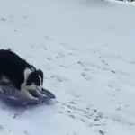 Secret e il suo slittino (foto YouTube)