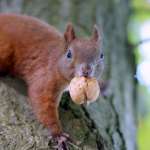 Uno scoiattolo rosso. Archivio