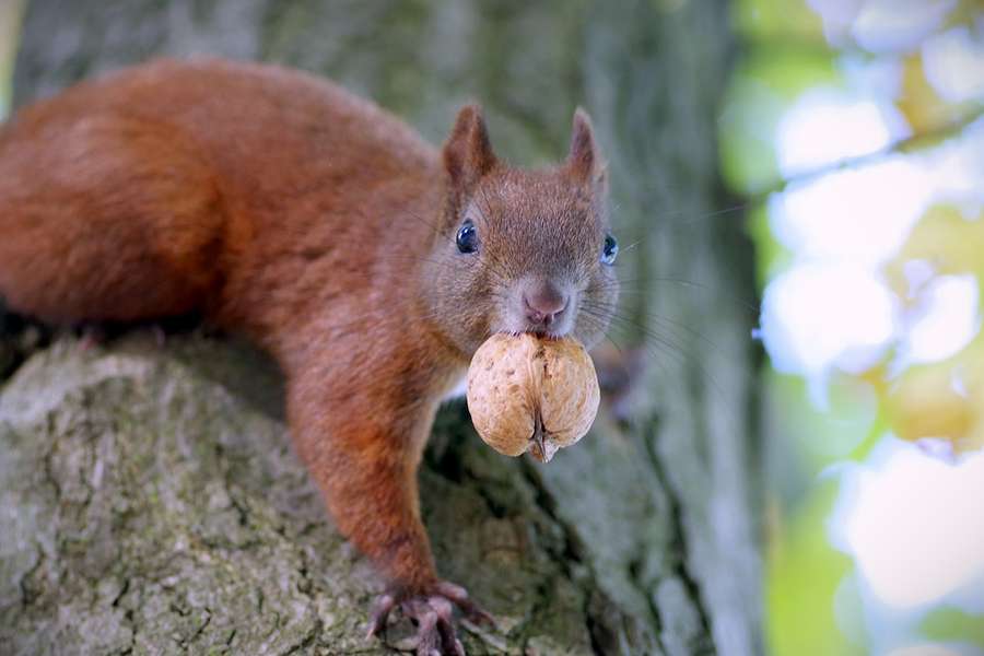 Uno scoiattolo rosso. Archivio