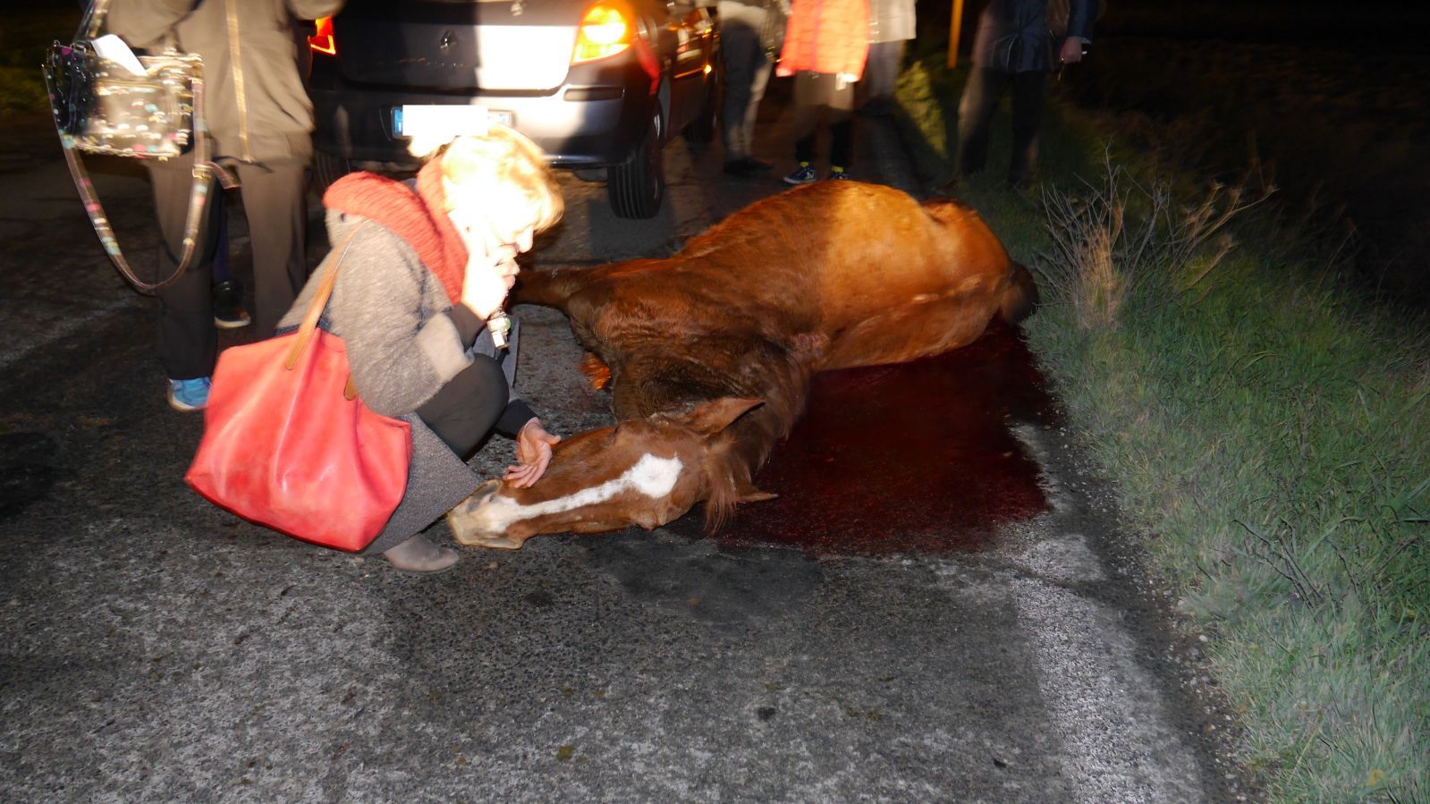 I soccorsi al cavallo investito in via Pievaiola