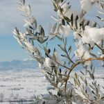 Olivi e gelo