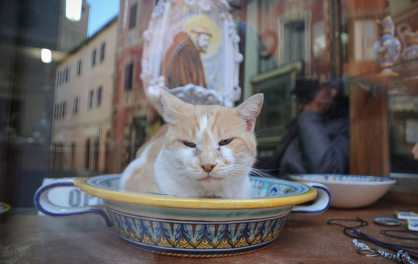 Deruta (foto Settonce) - @RIPRODUZIONE RISERVATA