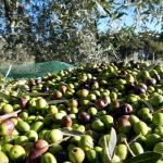 Olive, olivicoltura. Repertorio