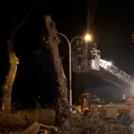 Vigili del fuoco e alberi pericolanti
