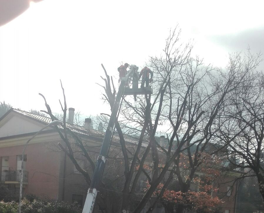 La potatura degli alberi a Deruta