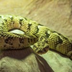 Un esemplare del rettilario della Città della domenica, a Perugia