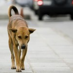 Cani randagi. Repertorio