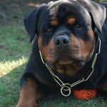 Un rottweiler