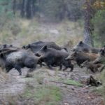 Cinghiali in fuga