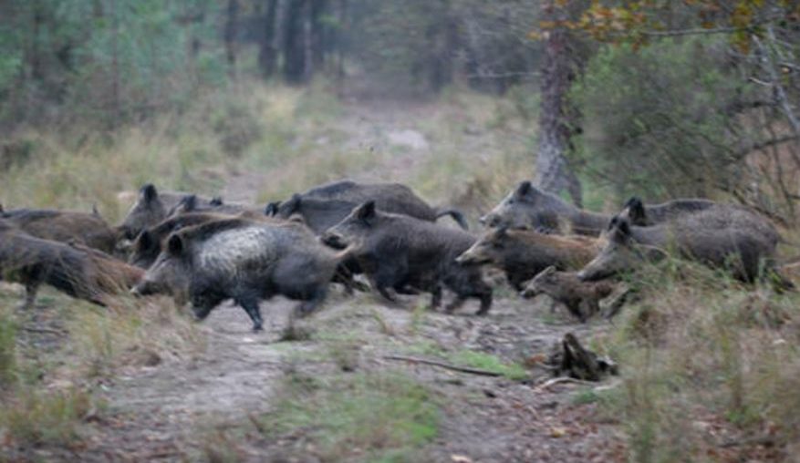 Cinghiali in fuga