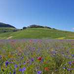 La fioritura a Castelluccio