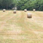 Rotoballe in un campo di grano (foto Settonce, ©RIPRODUZIONE RISERVATA