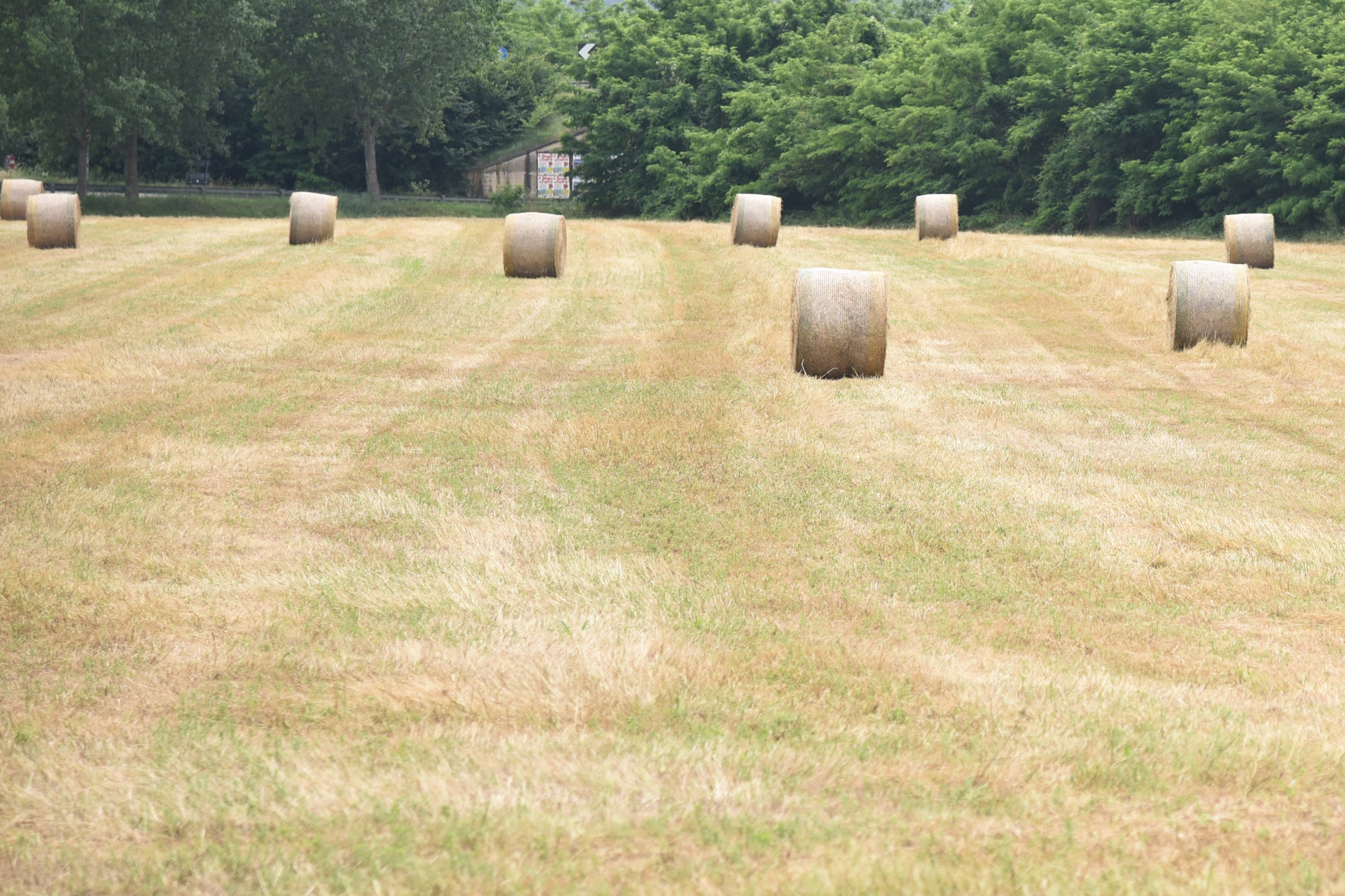 Rotoballe in un campo di grano (foto Settonce, ©RIPRODUZIONE RISERVATA