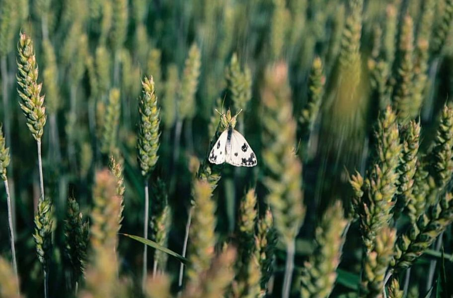 Umbria (foto di Emanuela) - ©RIPRODUZIONE RISERVATA