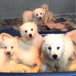 I cuccioli abbandonati