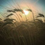 Grano maturo sulle colline dell'Umbria