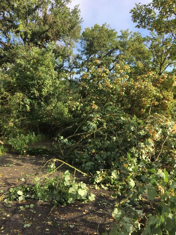Alberi caduti a causa del maltempo, squadre di operai della Provincia di Terni al lavoro per ripristinare la viabilità