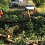 Alberi caduti a causa del maltempo, squadre di operai della Provincia di Terni al lavoro per ripristinare la viabilità