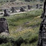 Foresta fossile Dunarobba (foto Terninrete.it)