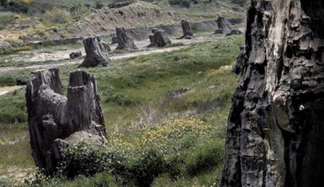 Foresta fossile Dunarobba (foto Terninrete.it)