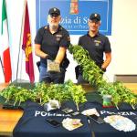 La marijuana a km 0 sequestrata (foto polizia Perugia)