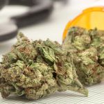 Cannabis terapeutica