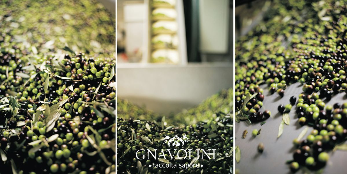 GNAVOLINI