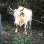 mucca recuperata Assisi