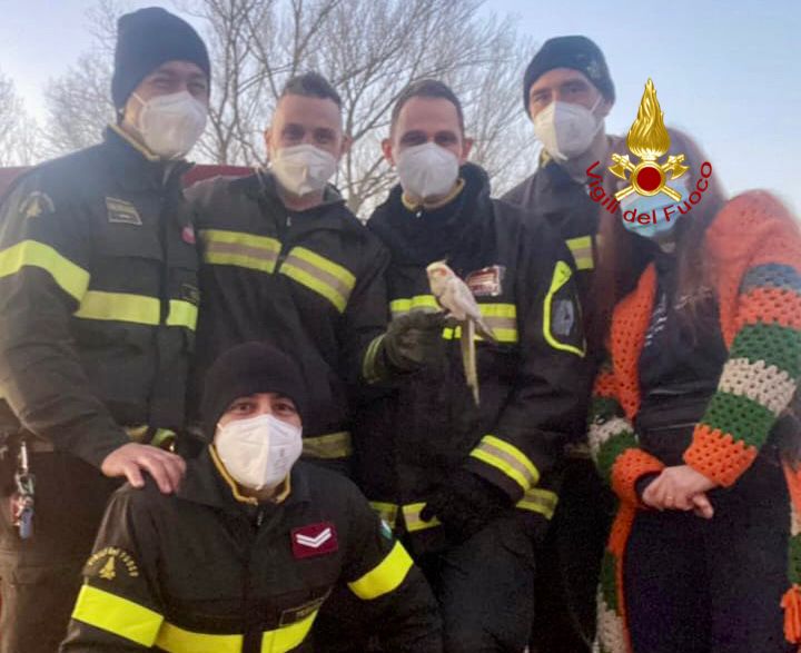 salvataggio pappagallo vigili del fuoco Deruta