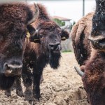 bisonte allevamento di Massimiliano Gatti