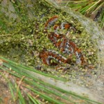 bozzolo-con-processionarie