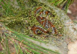 bozzolo-con-processionarie