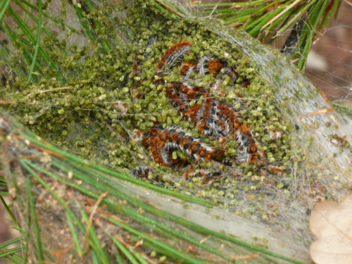 bozzolo-con-processionarie