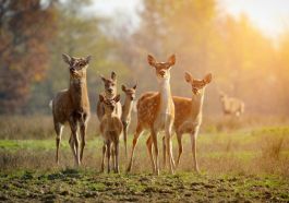 daini Città della Domenica