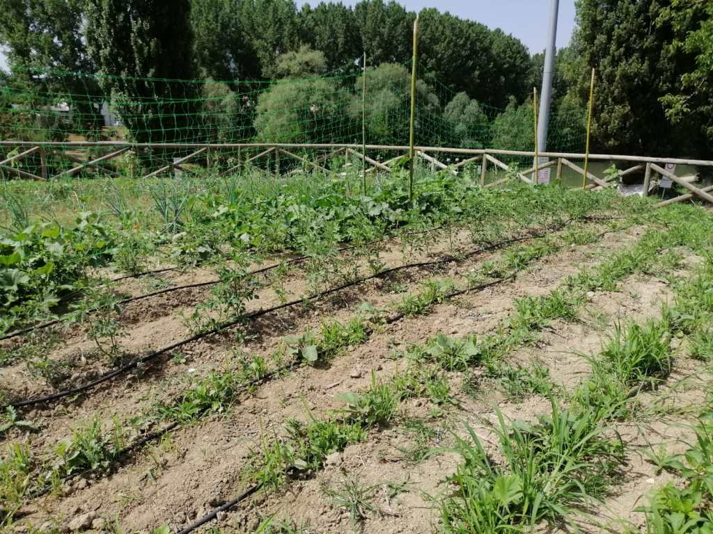 primo anno di Orti felici