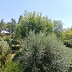 Esempio di vegetazione documentato a Prepo Ponte della Pietra