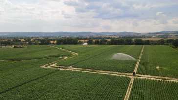 Irrigazione cami tabacco_Umbria_2 agosto 2022_2