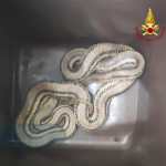 Il pitone recuperato in casa