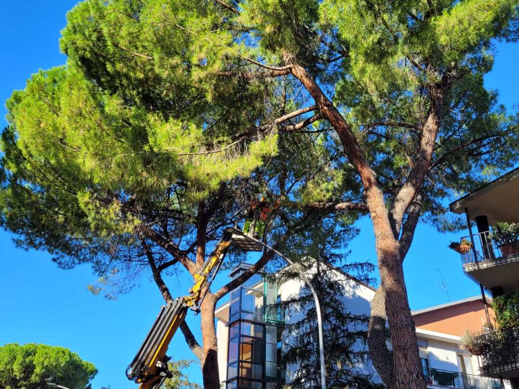 taglio dei pini in viale Borsi a Terni