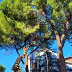 taglio dei pini in viale Borsi a Terni