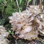 Maitake di 5 chili