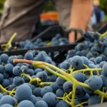 uva nera, vino, enologia,