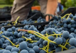 uva nera, vino, enologia,