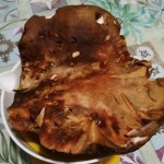 porcino oltre 1 chilo Città di Castello